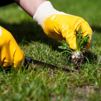 cutting out weeds / Man removes weeds from the lawn